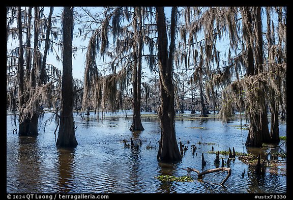 Bald Cypress and Spanish Moss, Caddo Lake. Texas, USA (color)