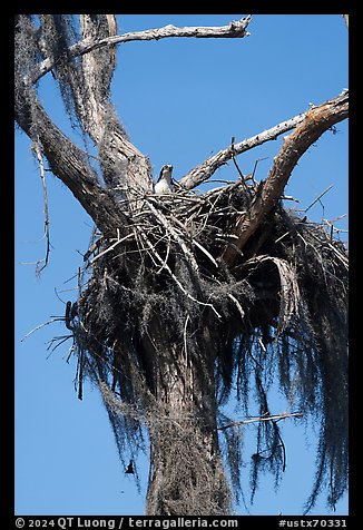 Osprey nest, Caddo Lake. Texas, USA (color)