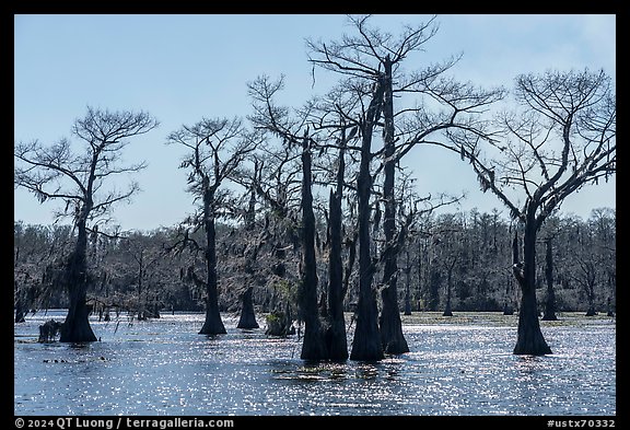 Backlit Bald Cypress, Caddo Lake. Texas, USA (color)