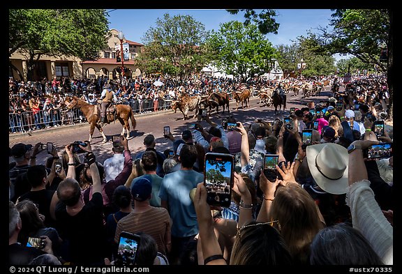 Tourists capture cow parade with phone cameras. Fort Worth, Texas, USA (color)