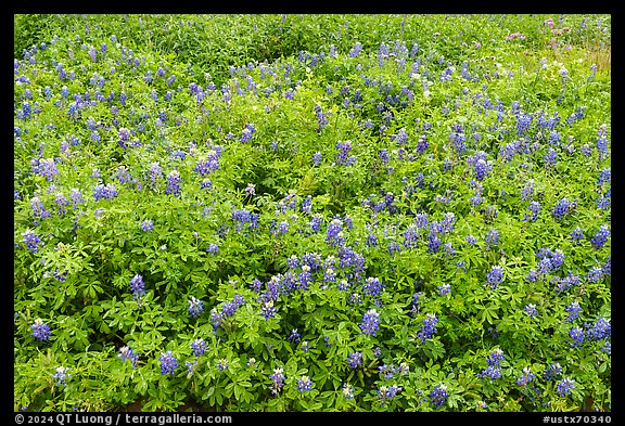 Texas bluebonnets, Lady Bird Johnson Wildflower Center, Austin. Texas, USA (color)