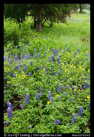 Bluebonnets mixed with yellow flowers, Lady Bird Johnson Wildflower Center, Austin. Texas, USA