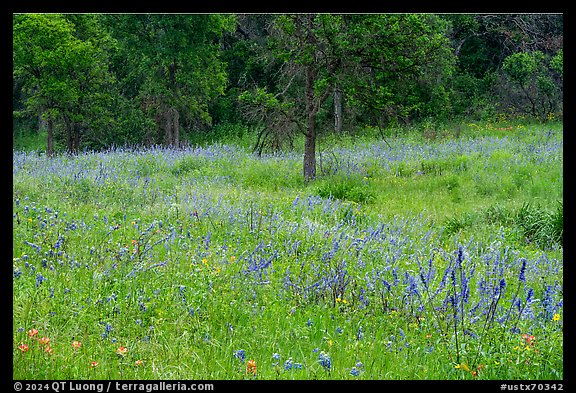 Meadow with wildflowers, Lady Bird Johnson Wildflower Center, Austin. Texas, USA (color)