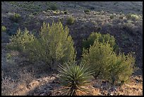 Yucca and desert shrubs on a rocky slope, Davis Mountains State Park. Texas, USA ( color)