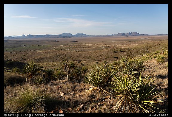 Wide Chihuahuan Desert plain with yuccas, distant mountains, and clear sky, Davis Mountains State Park. Texas, USA (color)