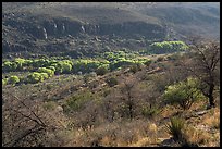 Green cottonwoods along a desert canyon floor, Davis Mountains State Park. Texas, USA ( color)