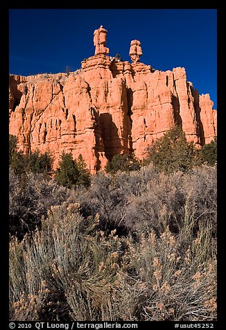 Sagebrush and pink cliffs, Red Canyon. Utah, USA