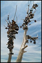 Shoes haning on tree, Highway 50. Nevada, USA ( color)