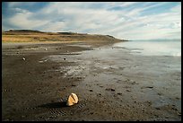 Muddy beach, Antelope Island State Park. Utah, USA ( color)