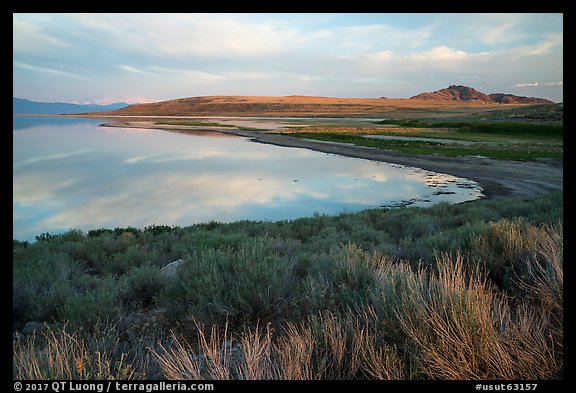 Sagebrush, and Great Salt Lake shore, Antelope Island. Utah, USA (color)