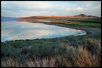 Sagebrush, and Great Salt Lake shore, Antelope Island. Utah, USA ( color)