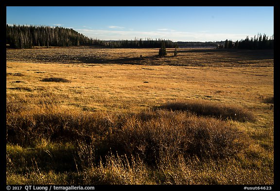 Grasses on Markagunt Plateau. Cedar Breaks National Monument, Utah, USA (color)