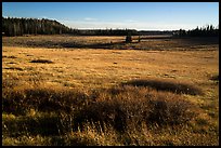 Grasses on Markagunt Plateau. Cedar Breaks National Monument, Utah, USA ( color)