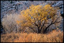 Cottonwood trees and cliff in autumn. Grand Staircase Escalante National Monument, Utah, USA ( color)