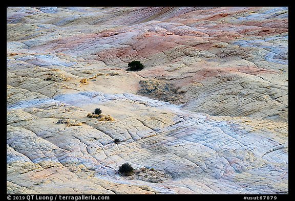 Shrubs and cross-bedded yellow sandstone. Grand Staircase Escalante National Monument, Utah, USA (color)