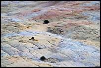 Shrubs and cross-bedded yellow sandstone. Grand Staircase Escalante National Monument, Utah, USA ( color)