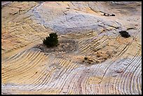 Shrubs and swirling yellow sandstone. Grand Staircase Escalante National Monument, Utah, USA ( color)