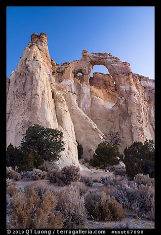 Sagebrush and Grosvenor Arch at dawn. Grand Staircase Escalante National Monument, Utah, USA