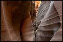 Zebra Slot Canyon. Grand Staircase Escalante National Monument, Utah, USA ( color)