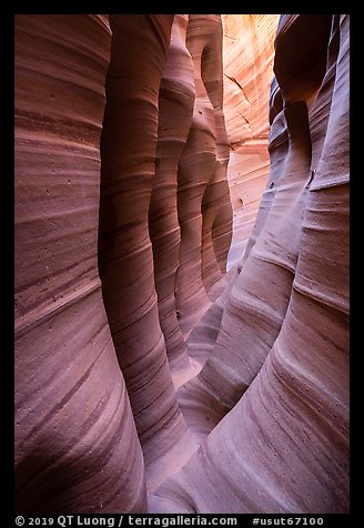 Narrow striated walls, Zebra Slot Canyon. Grand Staircase Escalante National Monument, Utah, USA