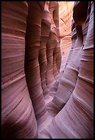 Narrow striated walls, Zebra Slot Canyon. Grand Staircase Escalante National Monument, Utah, USA ( color)