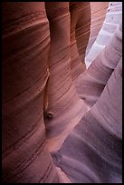 Sandstone with colorful striations, Zebra Slot Canyon. Grand Staircase Escalante National Monument, Utah, USA ( color)