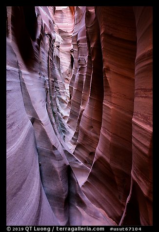 Striped walls, Zebra Slot Canyon. Grand Staircase Escalante National Monument, Utah, USA (color)