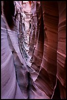 Striped walls, Zebra Slot Canyon. Grand Staircase Escalante National Monument, Utah, USA ( color)