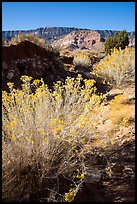 Rabbitbrush and Straight Cliffs, early morning. Grand Staircase Escalante National Monument, Utah, USA ( color)