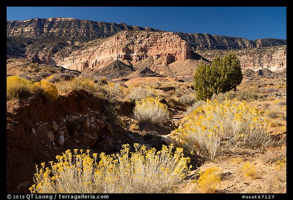 Rabbitbrush in bloom and Straight Cliffs. Grand Staircase Escalante National Monument, Utah, USA (color)