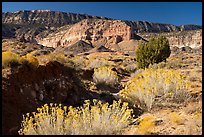 Rabbitbrush in bloom and Straight Cliffs. Grand Staircase Escalante National Monument, Utah, USA ( color)