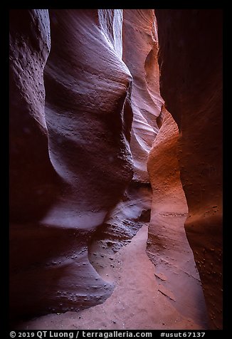 Narrow passage, Spooky slot canyon, Dry Fork Coyote Gulch. Grand Staircase Escalante National Monument, Utah, USA (color)