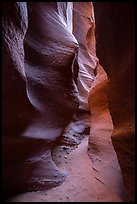 Narrow passage, Spooky slot canyon, Dry Fork Coyote Gulch. Grand Staircase Escalante National Monument, Utah, USA ( color)