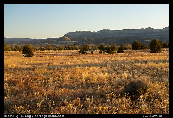 Grasses on plateau and Straight Cliffs. Grand Staircase Escalante National Monument, Utah, USA (color)