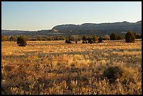 Grasses on plateau and Straight Cliffs. Grand Staircase Escalante National Monument, Utah, USA ( color)