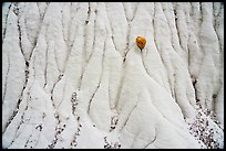 Close up of stone and silt rock. Grand Staircase Escalante National Monument, Utah, USA ( color)