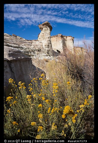 Rabbitbrush in bloom and caprock. Grand Staircase Escalante National Monument, Utah, USA (color)