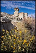 Rabbitbrush in bloom and caprock. Grand Staircase Escalante National Monument, Utah, USA ( color)