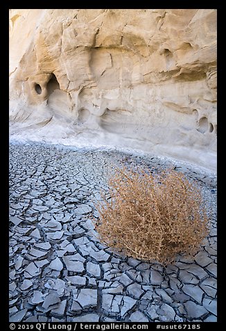 Dried mud, tumbleweed, and cliff. Grand Staircase Escalante National Monument, Utah, USA (color)