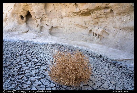 Wash with cracked mud, tumbleweed, and cliff. Grand Staircase Escalante National Monument, Utah, USA (color)