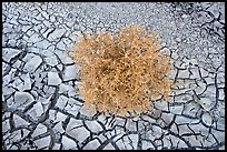 Close-up of tumbleweed, and cracked dried mud. Grand Staircase Escalante National Monument, Utah, USA ( color)