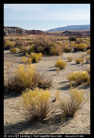 Shrubs in Wahweap Wash. Grand Staircase Escalante National Monument, Utah, USA