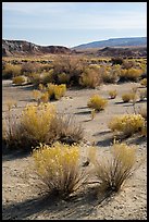 Shrubs in Wahweap Wash. Grand Staircase Escalante National Monument, Utah, USA ( color)