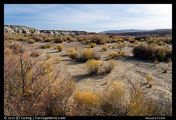 Desert shrubs in Wahweap Wash. Grand Staircase Escalante National Monument, Utah, USA (color)