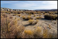 Desert shrubs in Wahweap Wash. Grand Staircase Escalante National Monument, Utah, USA ( color)