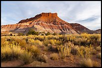 Shrubs and butte, Old Pahrea. Grand Staircase Escalante National Monument, Utah, USA ( color)