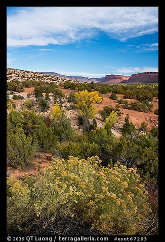 Shrubs and Comb Ridge. Bears Ears National Monument, Utah, USA (color)