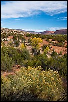 Shrubs and Comb Ridge. Bears Ears National Monument, Utah, USA ( color)