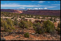 Cedar Mesa and snowy Abajo Mountains. Bears Ears National Monument, Utah, USA ( color)