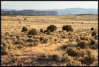 Hatch Point Plateau. Bears Ears National Monument, Utah, USA ( color)
